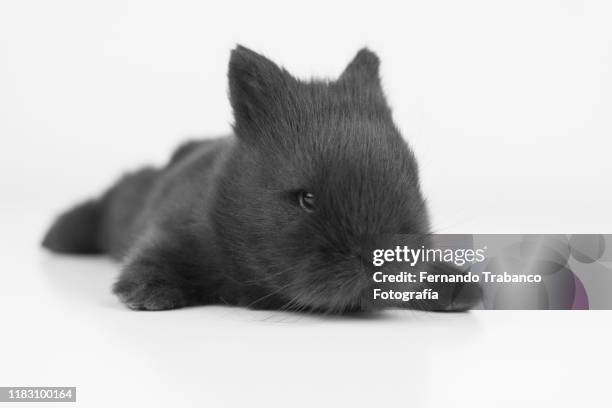 rabbit on white background - baby rabbit stock pictures, royalty-free photos & images
