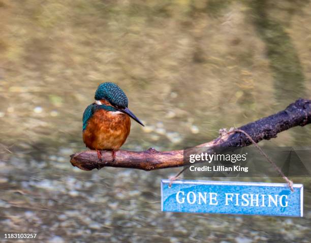 gone fishing - gone fishing sign stockfoto's en -beelden