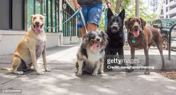 woman taking four dogs for a walk, fort de soto, florida, united states - german shepherd sitting stock pictures, royalty-free photos & images