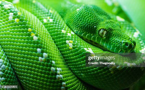547 Green Tree Python Stock Photos, High-Res Pictures, and Images ...
