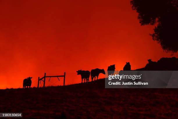 Cows stand on a hill as the Kincade Fire approaches on October 24, 2019 in Geyserville, California. Fueled by high winds, the Kincade Fire has burned...