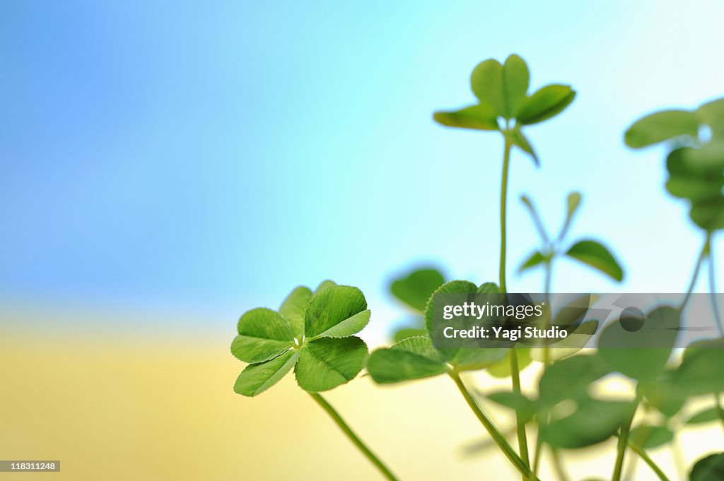 Four leaf clover