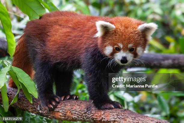 a red panda interating with its environment - red panda stock pictures, royalty-free photos & images