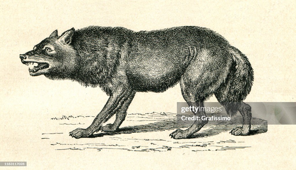 Gray Wolf Canis Lupus snarling illustration