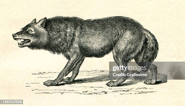 gray wolf canis lupus snarling illustration - snarling stock illustrations