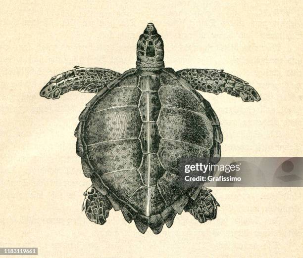 海龜 （ 切利尼亞·米達斯 ） 插圖 - turtle 幅插畫檔、美工圖案、卡通及圖標