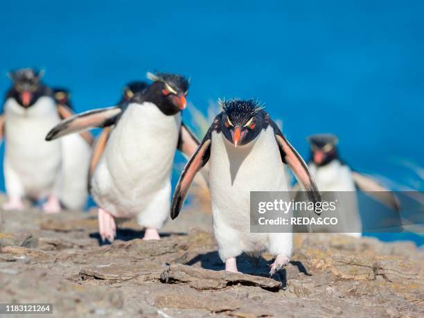 Climbing through a steep and rocky cliff Rockhopper Penguin . Subspecies Southern Rockhopper Penguin . South America. Falkland Islands. January.