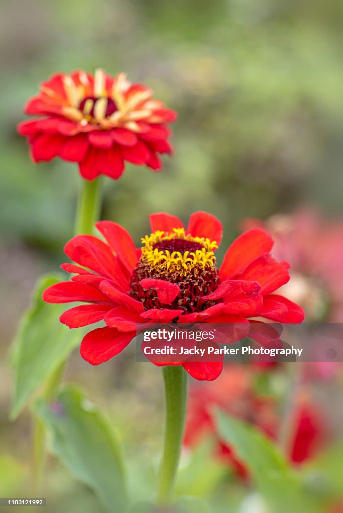 Close-up image of vibrant red summer flowering Zinnia flowers in soft sunshine
