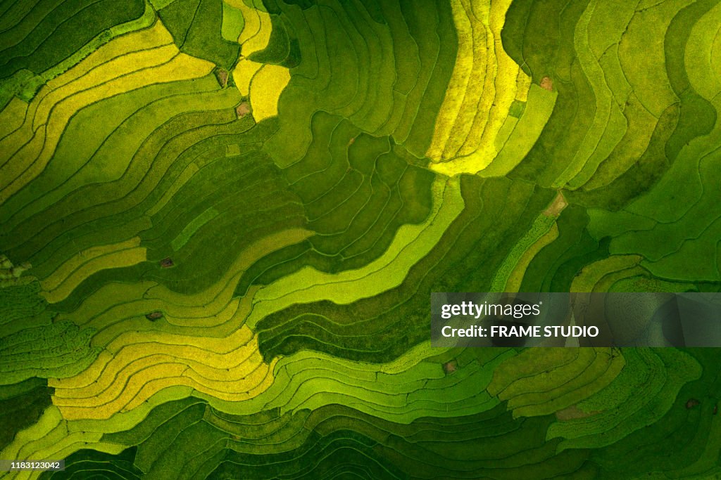 Patterns In Rice Field The Aerial View Of Rice Field Pattern Top View High-Res Stock Photo ...