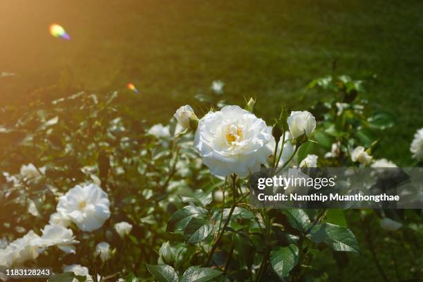 white rose on green brushes in the abundant garden for creating the flower background. the freshness of rose makes a couple of lover feeling happiness and relaxation. - white rose garden stock pictures, royalty-free photos & images