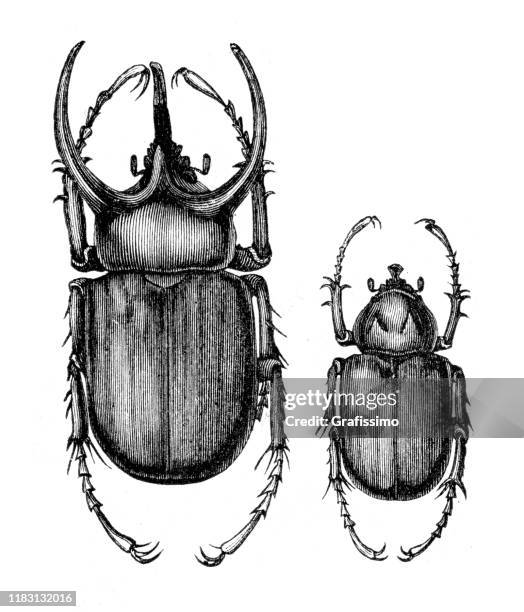 atlas beetle (chalcosoma atlas) illustration - hercules beetle stock illustrations