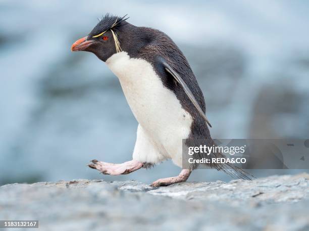 Climbing through a steep and rocky cliff Rockhopper Penguin . Subspecies Southern Rockhopper Penguin . South America. Falkland Islands. January.