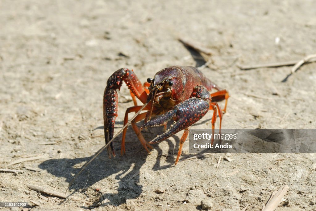 European crayfish.