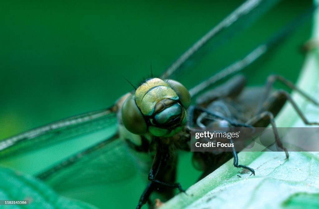 A Close-up of a Brown Hawker Dragonfly