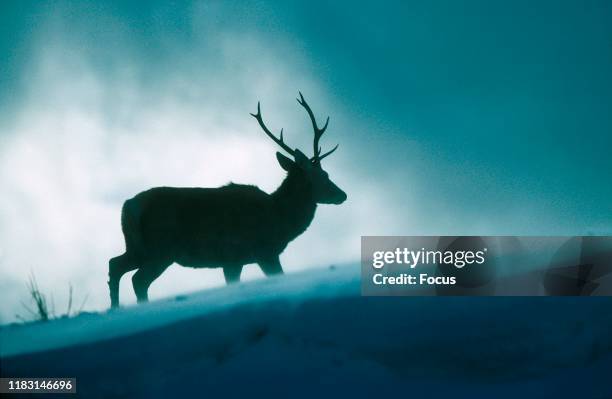 Red Deer Stag in a Snowstorm.