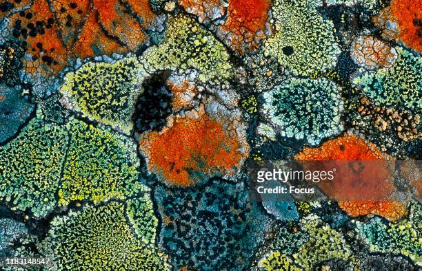 Lichen community with map lichens.