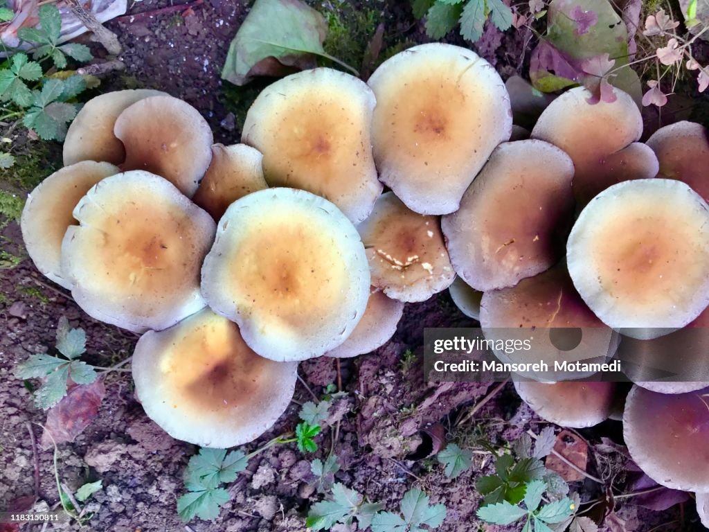 Mushrooms
