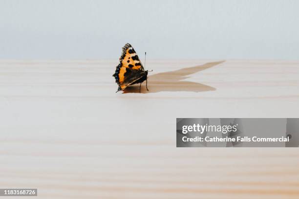 butterfly - butterfly white background stockfoto's en -beelden