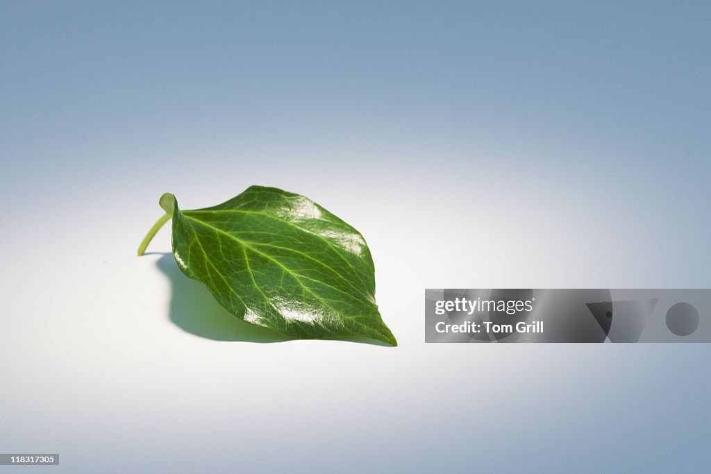 Green leaf