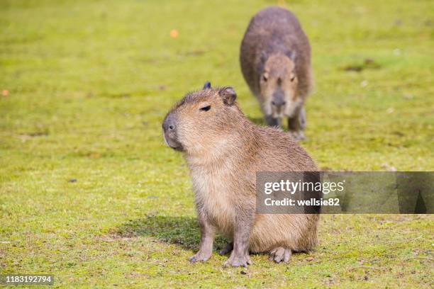 baby capybara approaching a parent - capybara 個照片及圖片檔