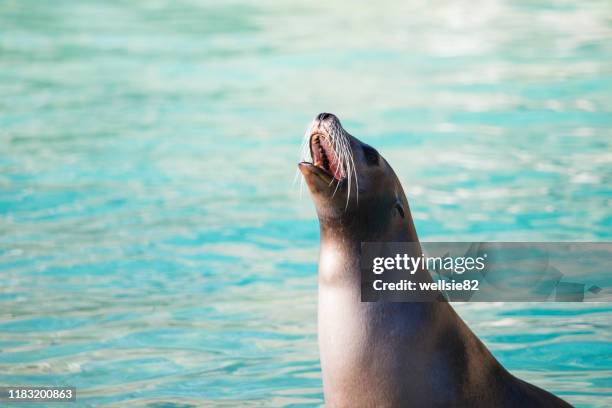 californian sea lion - zalophus californianus imagens e fotografias de stock