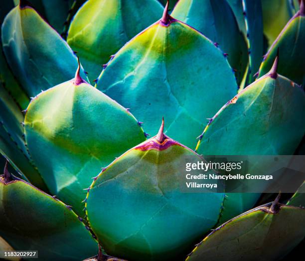 digitally enhanced colour of agave cactus plant - food photography dark background blue stock-fotos und bilder