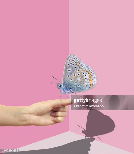 hand holding a butterfly with a shadow - butterfly effect stock-fotos und bilder