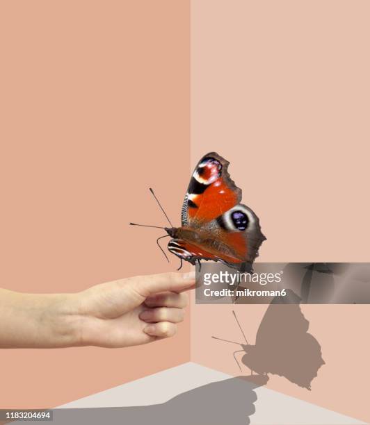hand holding a butterfly with a shadow - butterfly effect stockfoto's en -beelden