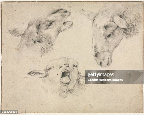 Sheep's Head Rouse 50 Sheep S Head Stock Photos, High-Res Pictures, and Images - Getty Images