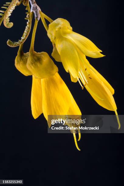 the yellow flowers of the spring flowering new zealand native kowhai tree isolated against a black background. - tui bird stock pictures, royalty-free photos & images