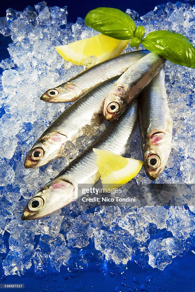 Anchovies (Engraulis encrasicolus) on ice