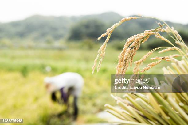 farmer woman with harvested rice - 稲 ストックフォトと画像