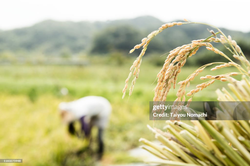 Farmer woman with harvested rice