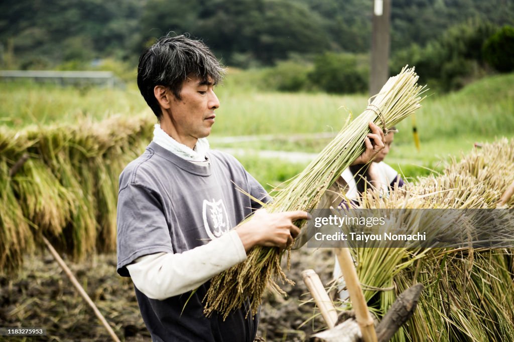 Men harvesting rice