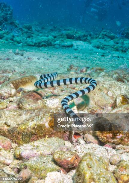 krait de serpiente marina de banda (laticauda colubrina) en un arrecife de coral submarino - coral snake fotografías e imágenes de stock