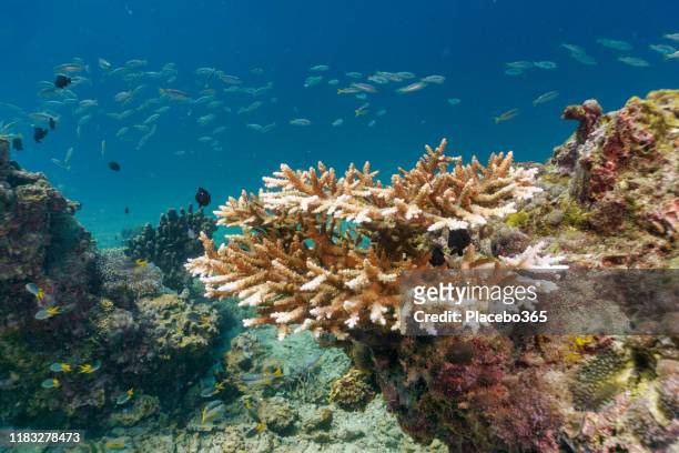 underwater coral bleaching of critically endangered species staghorn (acropora cervicornis) - staghorn coral stock pictures, royalty-free photos & images