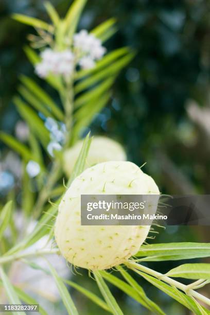 Capsule Example Botany 119 Capsule (Botany) Stock Photos, High-Res Pictures, and Images ...