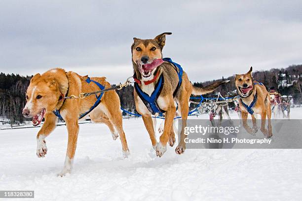 sled dog racing - sleigh dog snow stock pictures, royalty-free photos & images