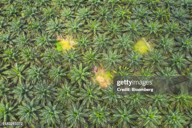 Vacant plots of land are treated for Ganoderma disease among palm oil trees at the Genting Tanah Merah Estate, operated by Genting Plantations Bhd.,...