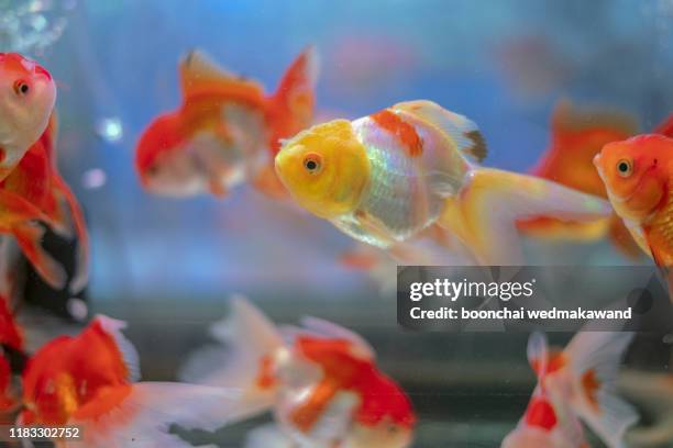 the beautiful red and white oranda goldfish on isolated blue background. oranda goldfish (carassius auratus) is one of the most popular ornamental fish. - guppy fish stock pictures, royalty-free photos & images