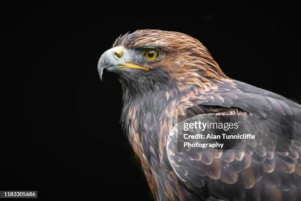 golden eagle - golden eagle stock pictures, royalty-free photos & images