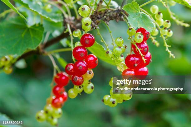 red currant berries - rode bes stockfoto's en -beelden