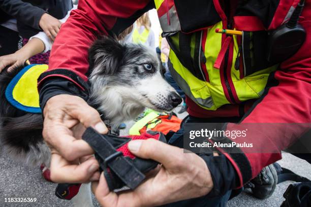 such- und rettungshund - brand advocacy stock-fotos und bilder