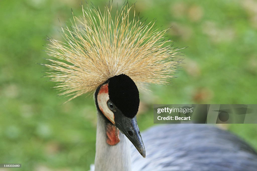 Crowned crane bird
