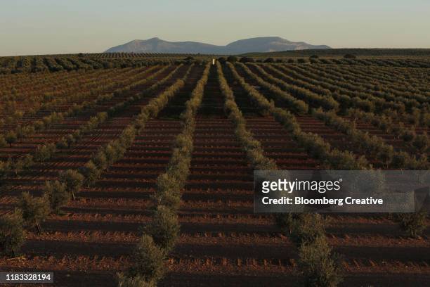 olive grove - olive orchard fotografías e imágenes de stock