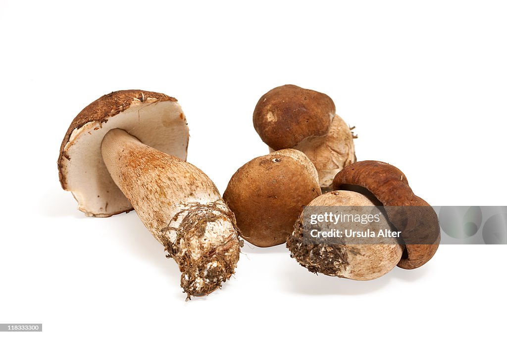 Porcini mushrooms