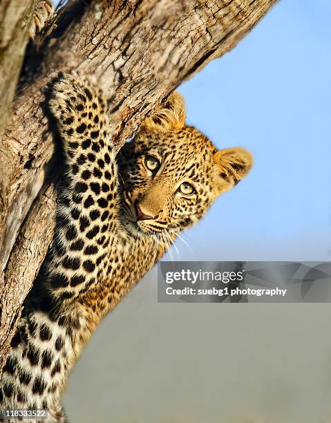 curious cub - leopard cub stock pictures, royalty-free photos & images