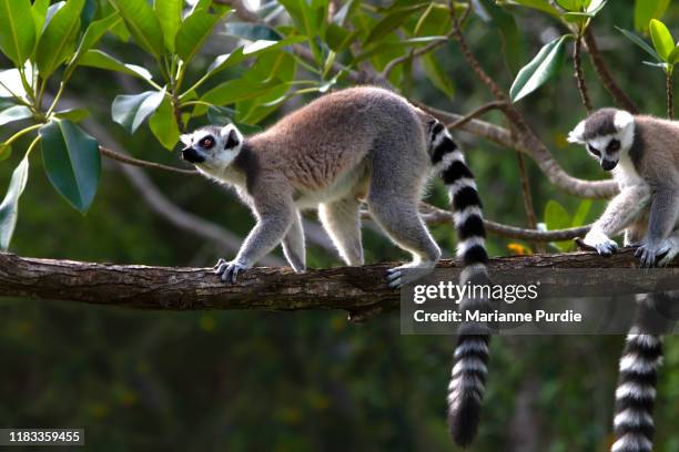 a lemur in a wodded area - lémur de cola anillada fotografías e imágenes de stock