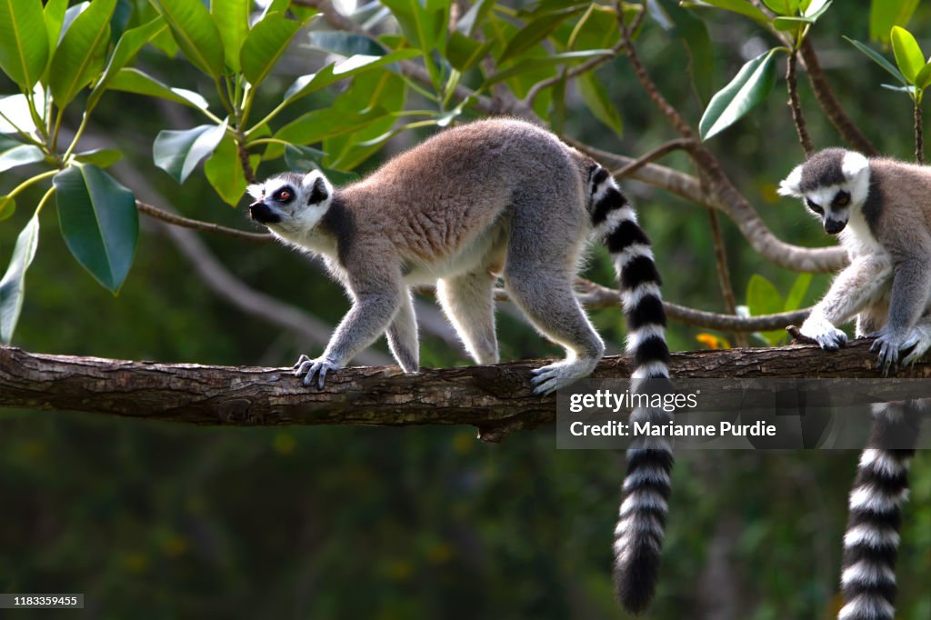 A lemur in a wodded area