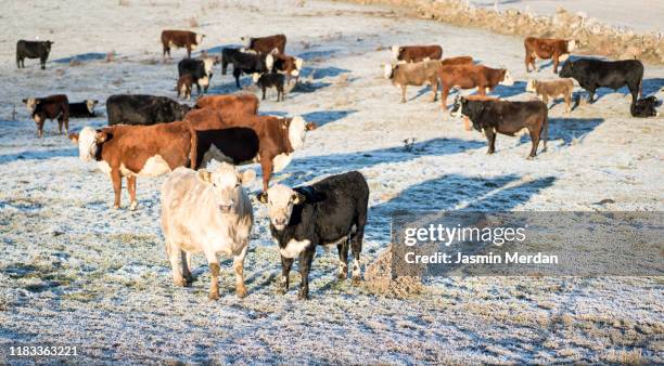 cows on winter field - cow winter stock pictures, royalty-free photos & images